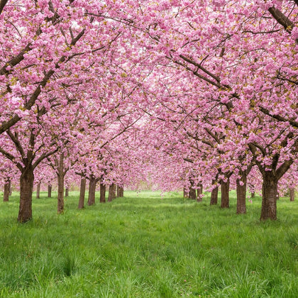 Spring Season Wall Art canvas print, spring, a blossoming cherry orchard in full pink bloom over fresh green grass