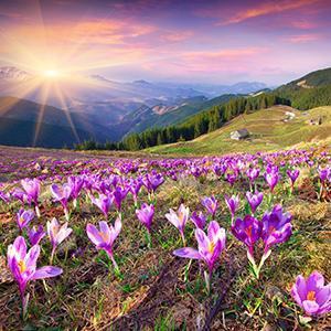 Spring Season Wall Art