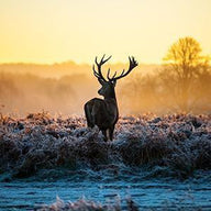 Deer Wall Art