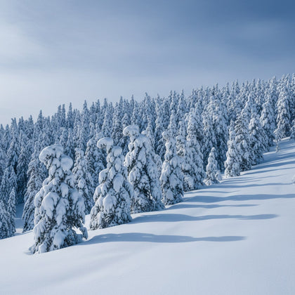 Winter Season Wall Art canvas print, deep winter, snow-laden pines on a still white slope under a pale blue sky