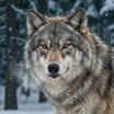 Wolf Wall Art