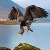 Eagle Wall Art