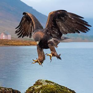 Eagle Wall Art