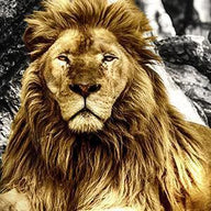 Lion Wall Art