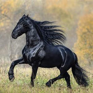 Horse Wall Art