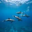 Dolphin Wall Art