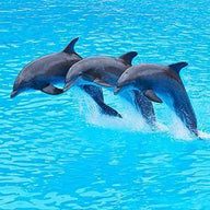 Dolphin Wall Art