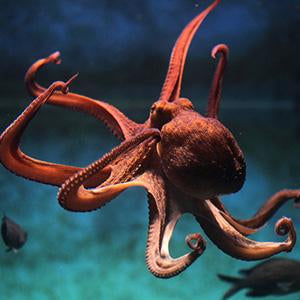Octopus Wall Art