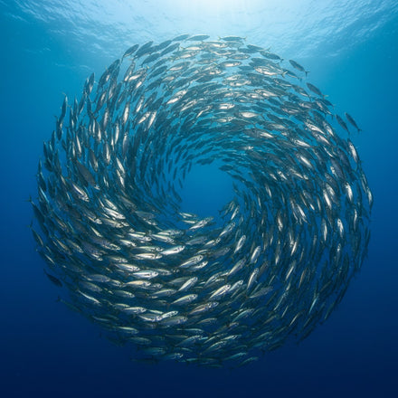 Fish Wall Art