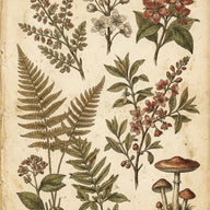 Vintage Wall Art canvas print, a vintage botanical plate in the nineteenth century manner