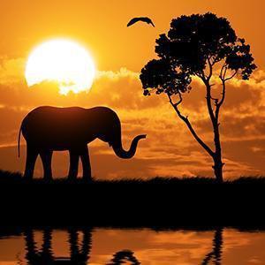Animal Wall Art
