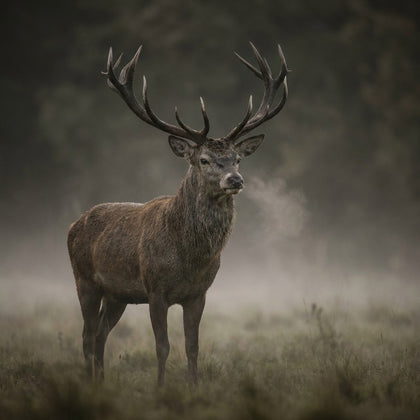 Animal Wall Art canvas print, a fine art wildlife portrait, a stag standing alert in early morning mist