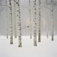 Scandinavian Wall Art canvas print, pale birch trunks standing in soft snow light with one small dark bird on a branch