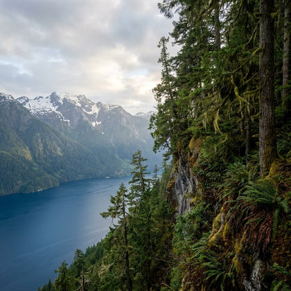 British Columbia Wall Art canvas print, misty coastal rainforest and a fjord below snow-capped coast mountains