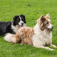 Dog Lovers Wall Art