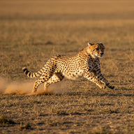 Cheetah Wall Art canvas print, a cheetah at full stretch across open grassland