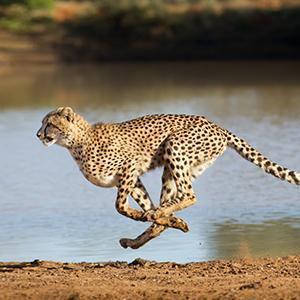 Cheetah Wall Art