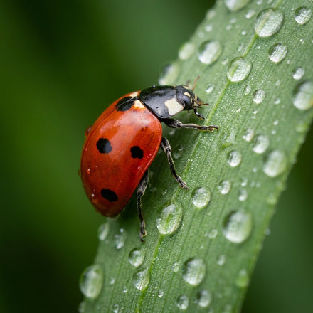 Ladybug Wall Art