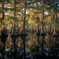 Alabama Wall Art canvas print, cypress trees standing in still dark water hung with Spanish moss