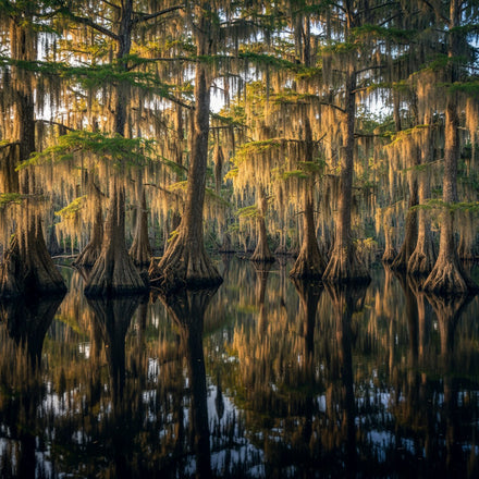Alabama Wall Art