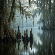 Louisiana Wall Art canvas print, a bayou of cypress knees and Spanish moss in still black water at misty dawn