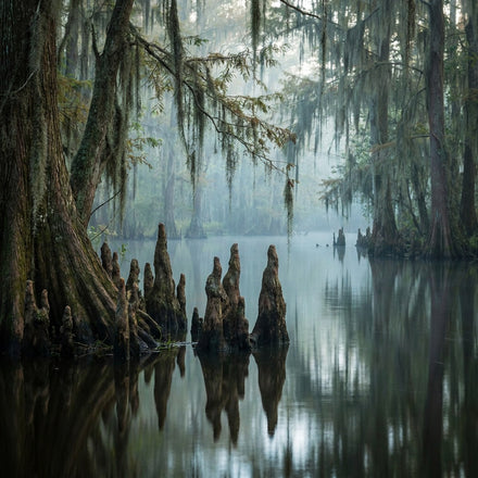 Louisiana Wall Art