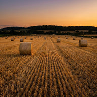 Farm Wall Art canvas print, cut wheat in low golden light, round straw bales spaced across the stubble