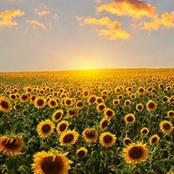 Sunflower Wall Decor Wall Art