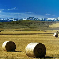 Field Wall Art