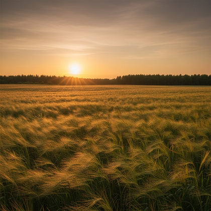 Field Wall Art canvas print, a wide open field of ripening grass rolling to a distant treeline