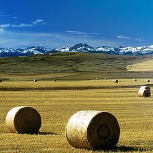 Fields Wall Art