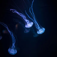 Jellyfish Wall Art canvas print, translucent jellyfish drifting in dark water