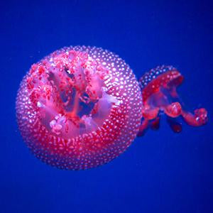 Jellyfish Wall Art
