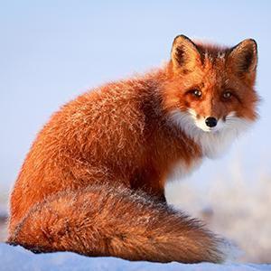 Fox Wall Art