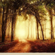 Gold wall art, golden hour light through an autumn forest path on canvas