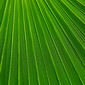 Green wall art