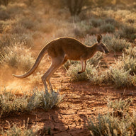 Kangaroo Wall Art canvas print, a kangaroo mid-bound across red outback earth