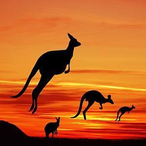 Kangaroo Wall Art