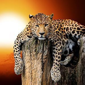 Leopard Wall Art
