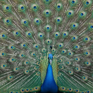 Peacock Wall Art