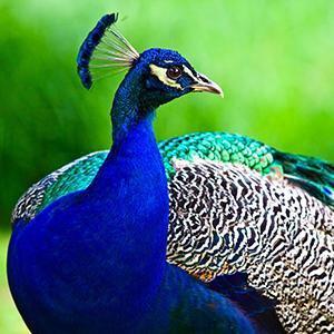 Peacock Wall Art