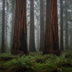 Redwood Forest Wall Art