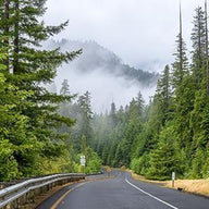 Redwood Forest Wall Art