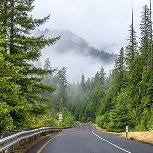 Redwood Forest Wall Art