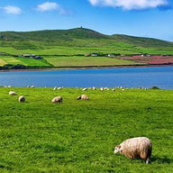 Sheep Wall Art