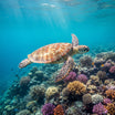 Turtle Wall Art