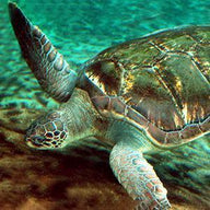 Turtle Wall Art