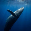 Whale Wall Art