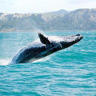Whale Wall Art