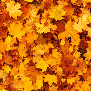 Yellow Wall Art